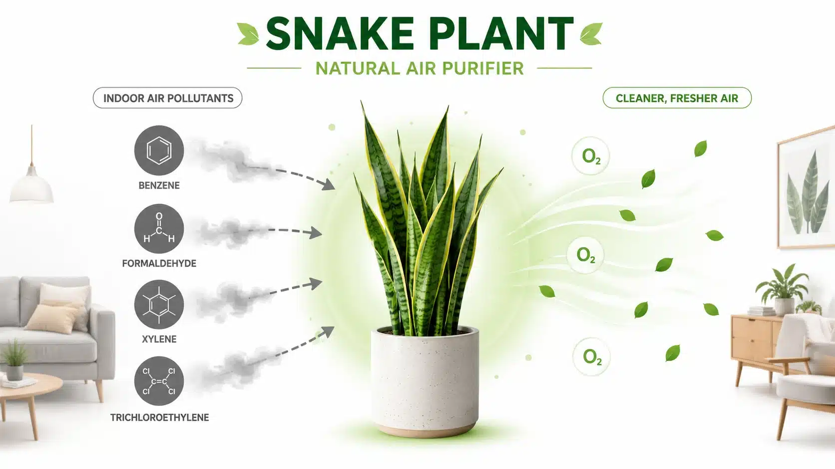 10 benefits of snake plant