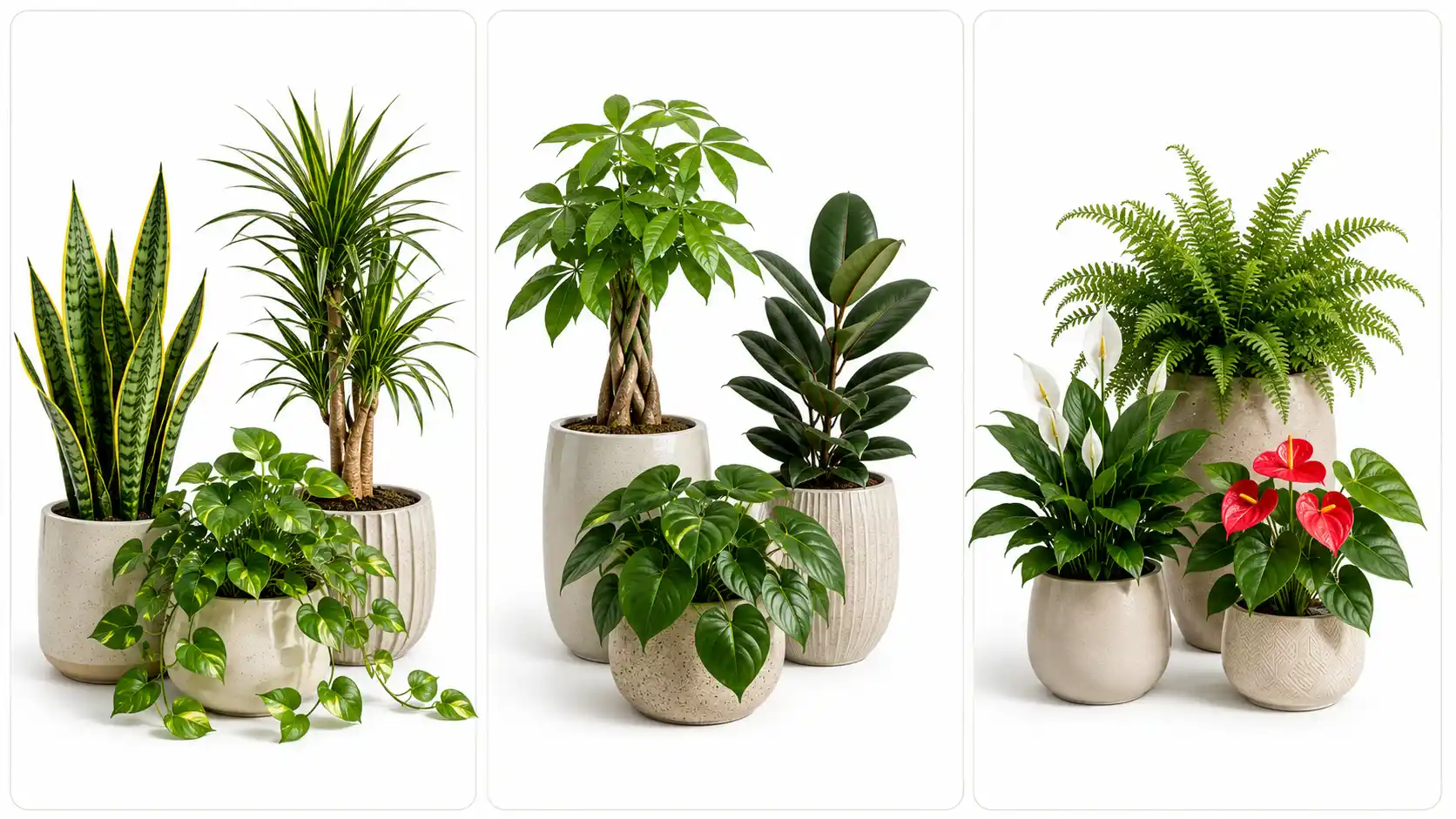 Australian Plants Guide: Indoor Houseplants & Garden Design
