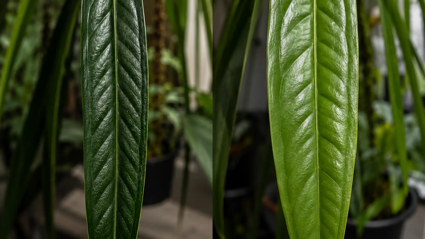 anthurium pallidiflorum vs vittarifolium