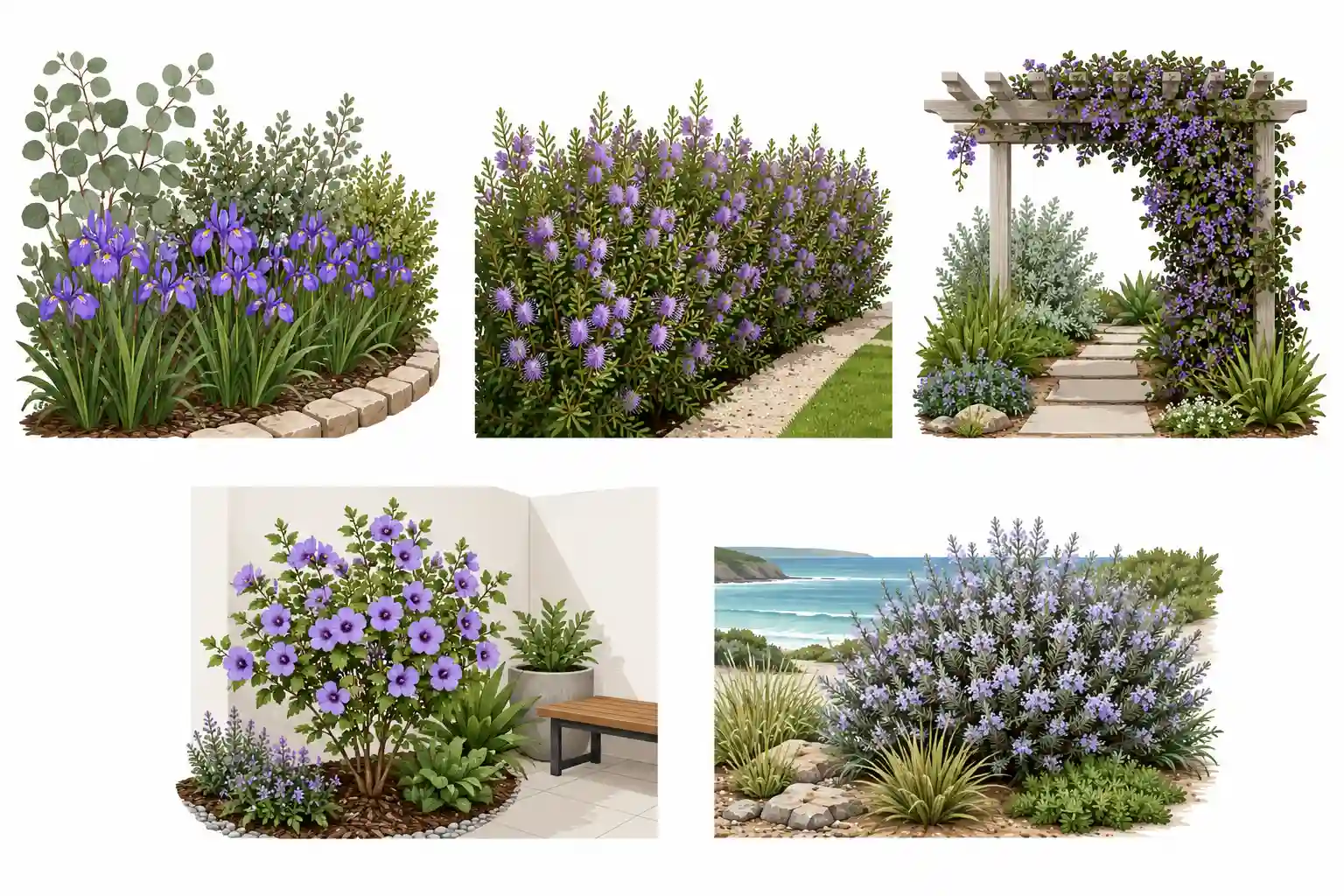 australian native purple flowers