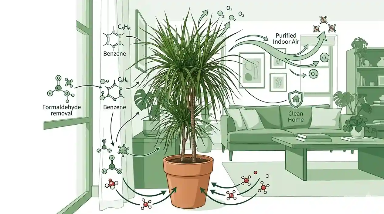 dracaena plant indoor benefits