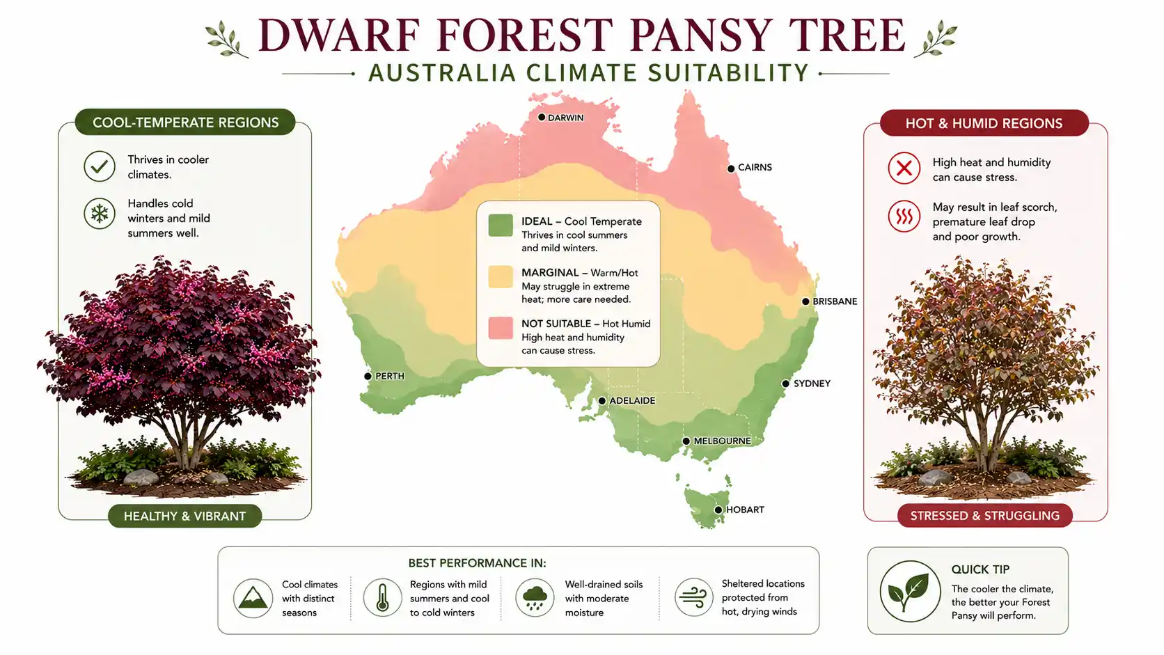 dwarf forest pansy tree