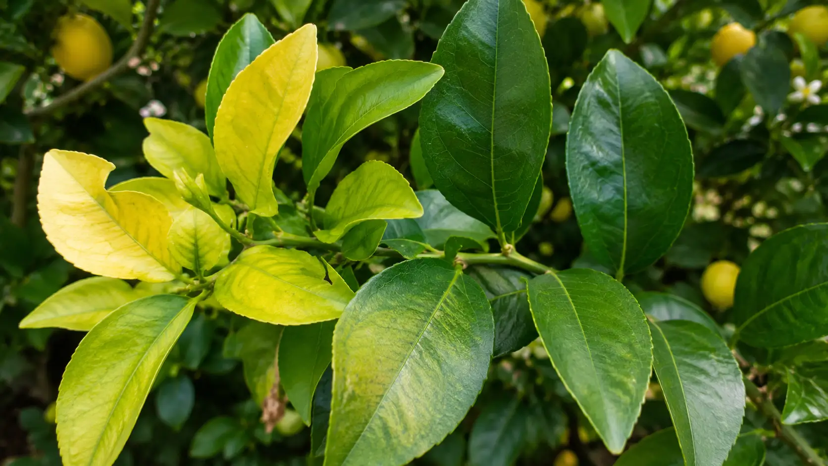 eureka lemon vs meyer lemon