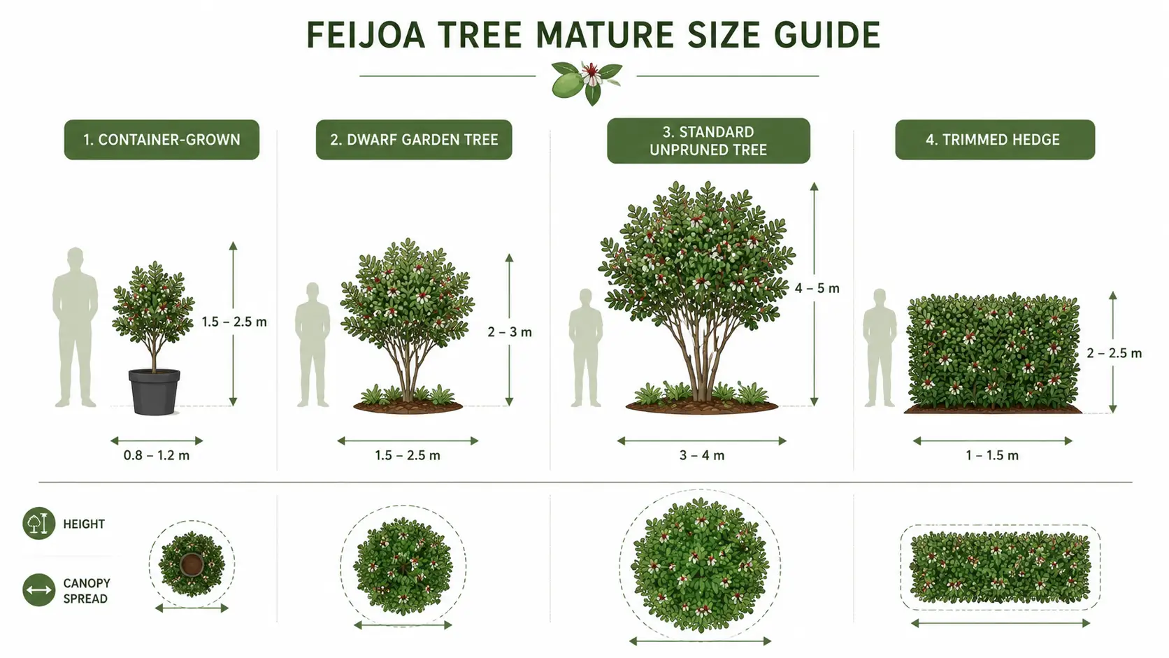 feijoa tree