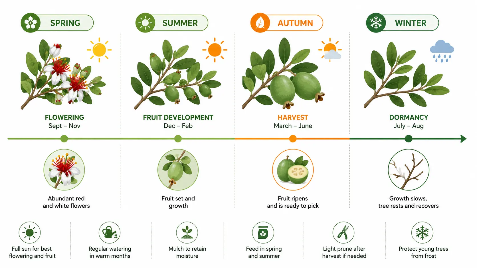 feijoa tree