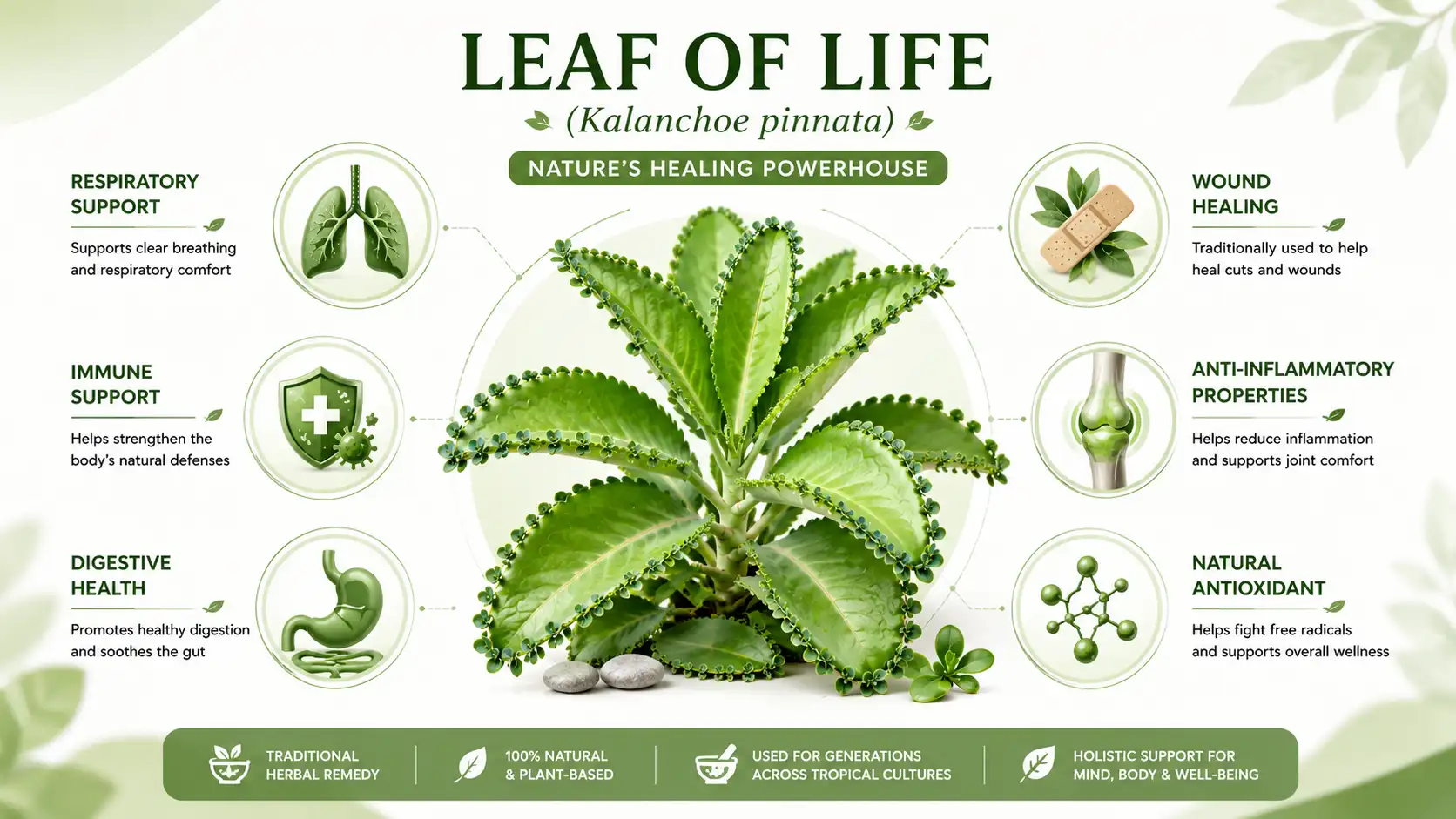 leaf of life plant benefits