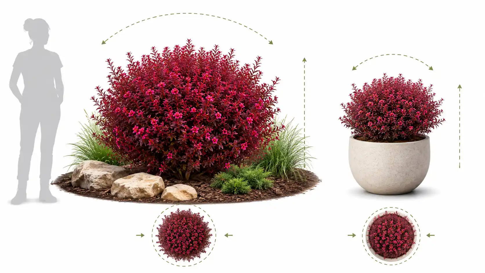 leptospermum dwarf red tea tree