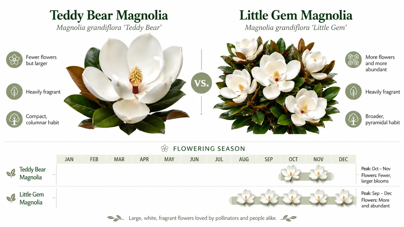 magnolia teddy bear vs little gem