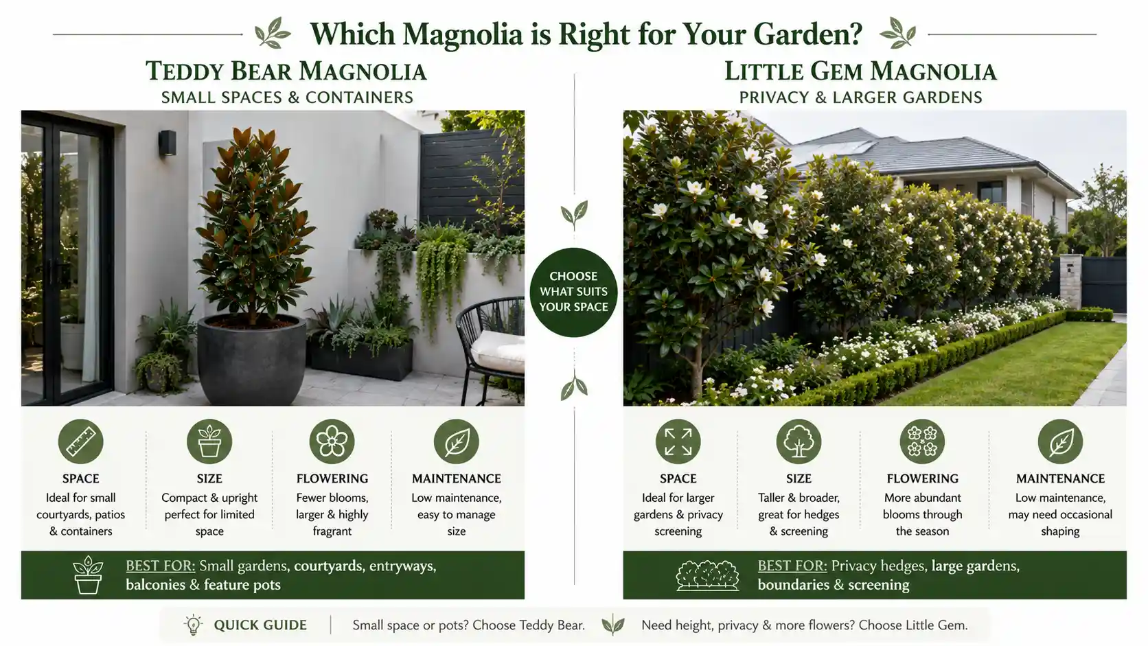 magnolia teddy bear vs little gem
