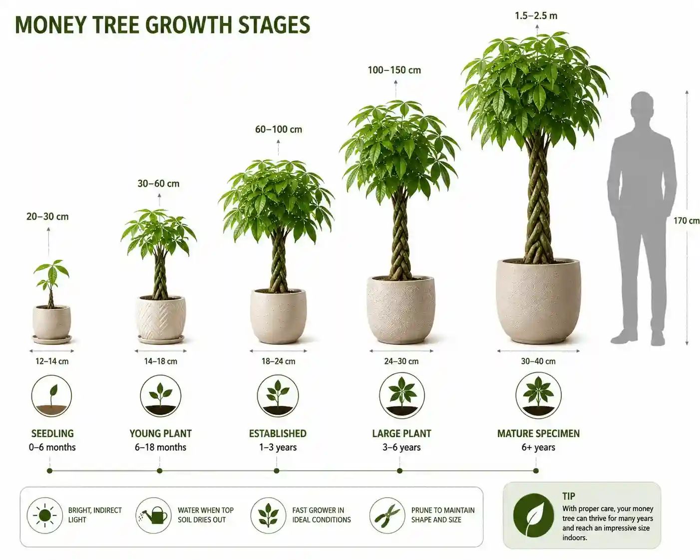 money tree australia
