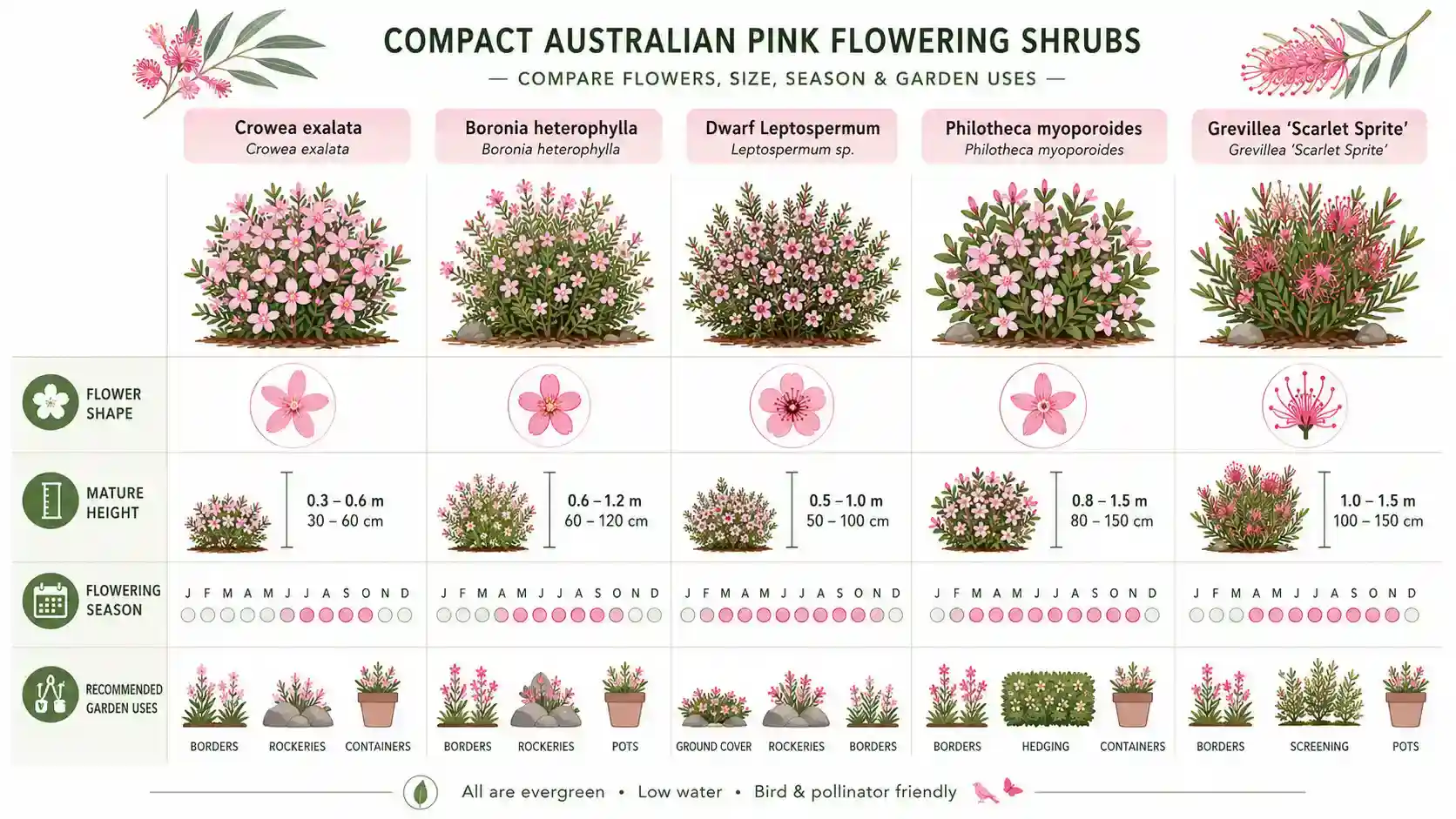 pink flowering shrub identification australia