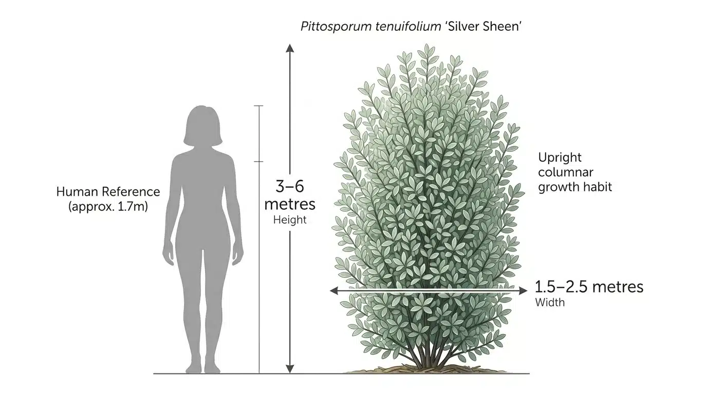 pittosporum silver sheen growth rate