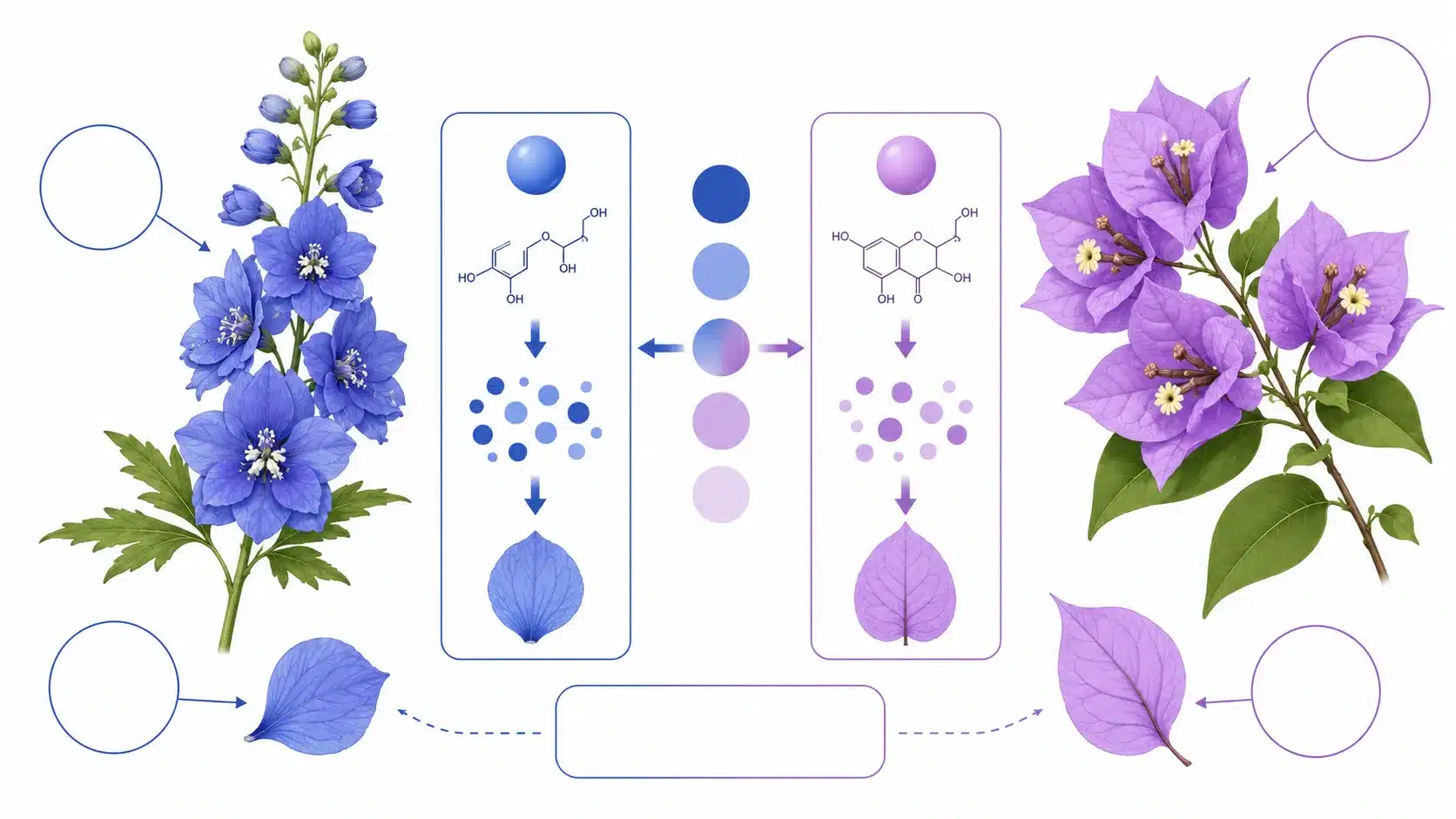 rare blue bougainvillea flower