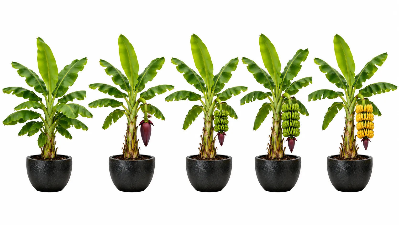 super dwarf cavendish banana