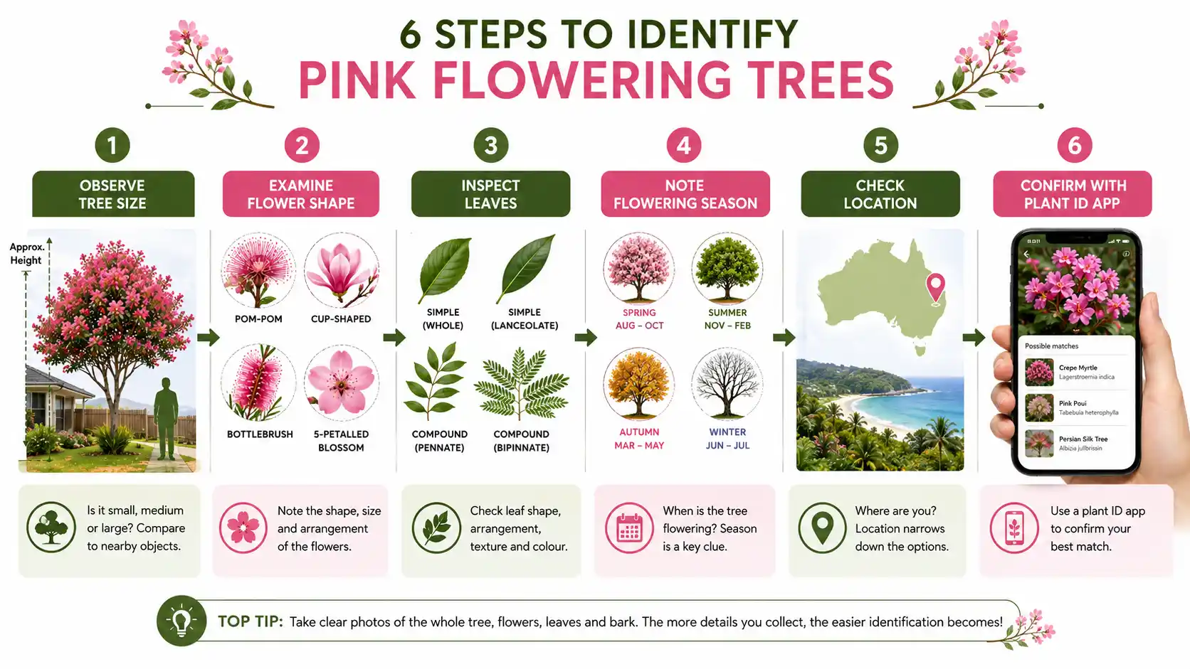 tree with pink flowers australia