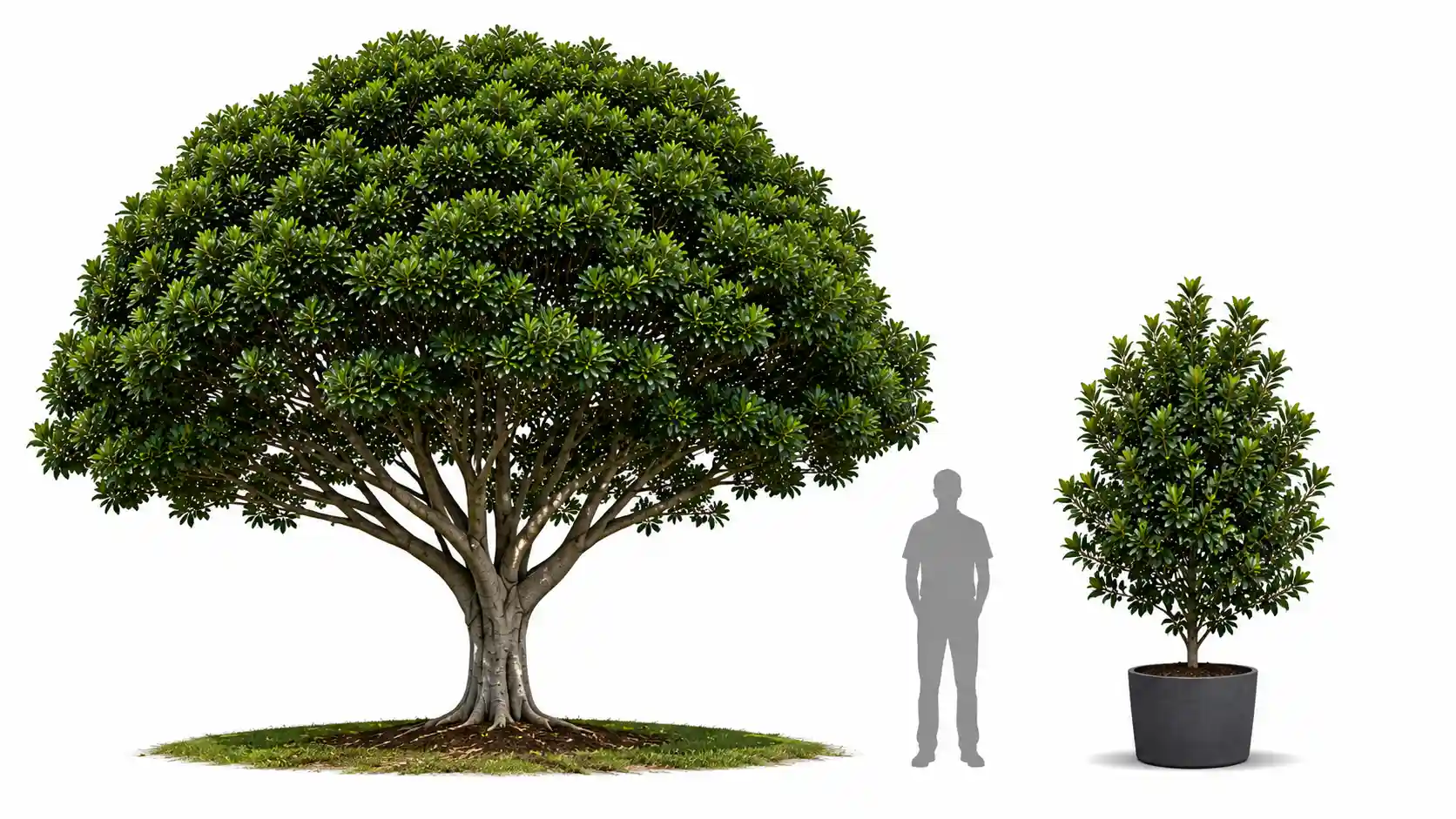 tuckeroo tree growth rate