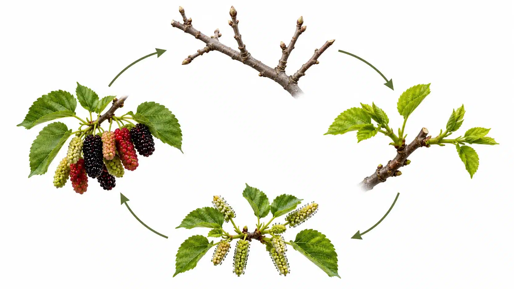 when do mulberry trees fruit
