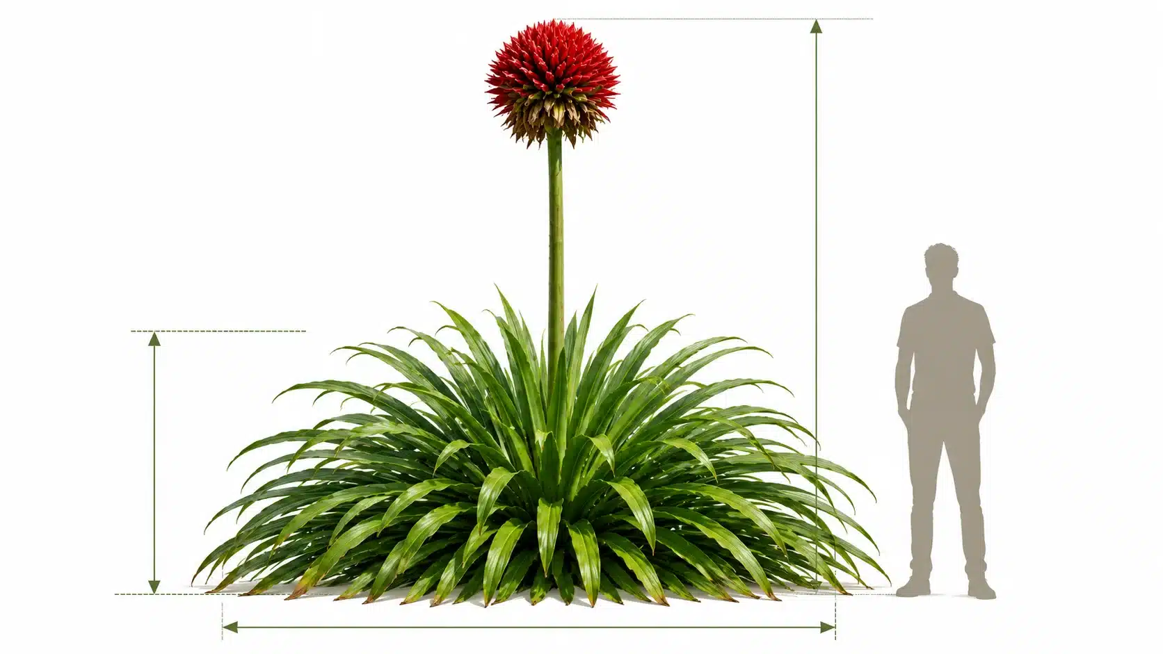 doryanthes excelsa size