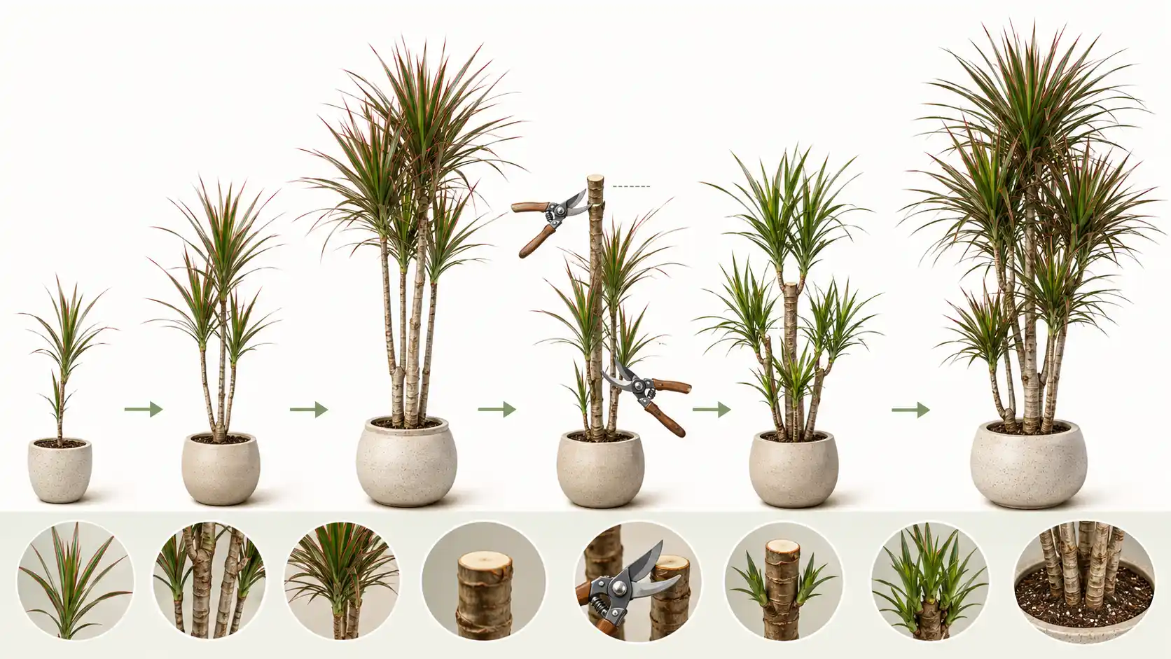 dracaena marginata benefits