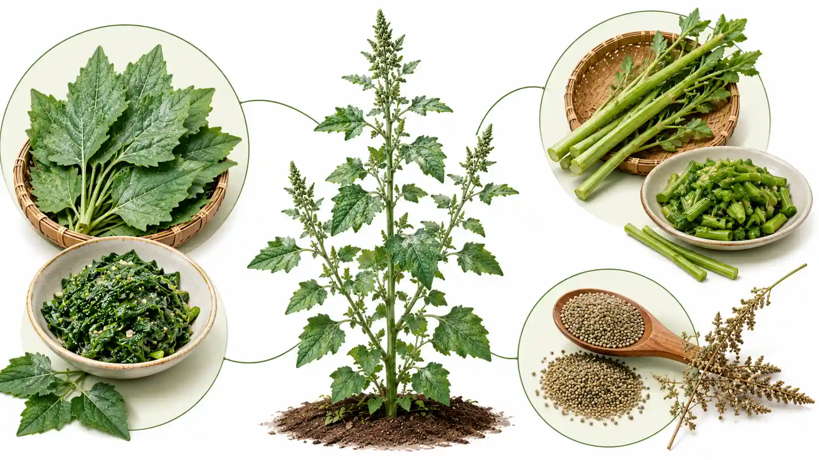 goosefoot plant benefits