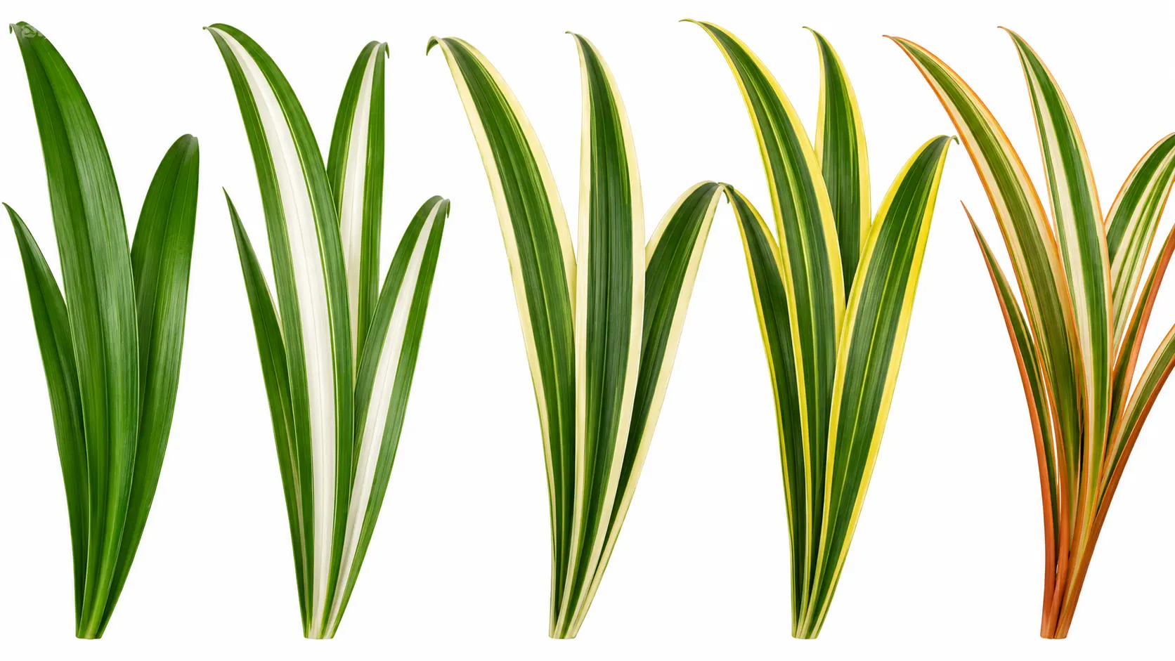 spider plant variety