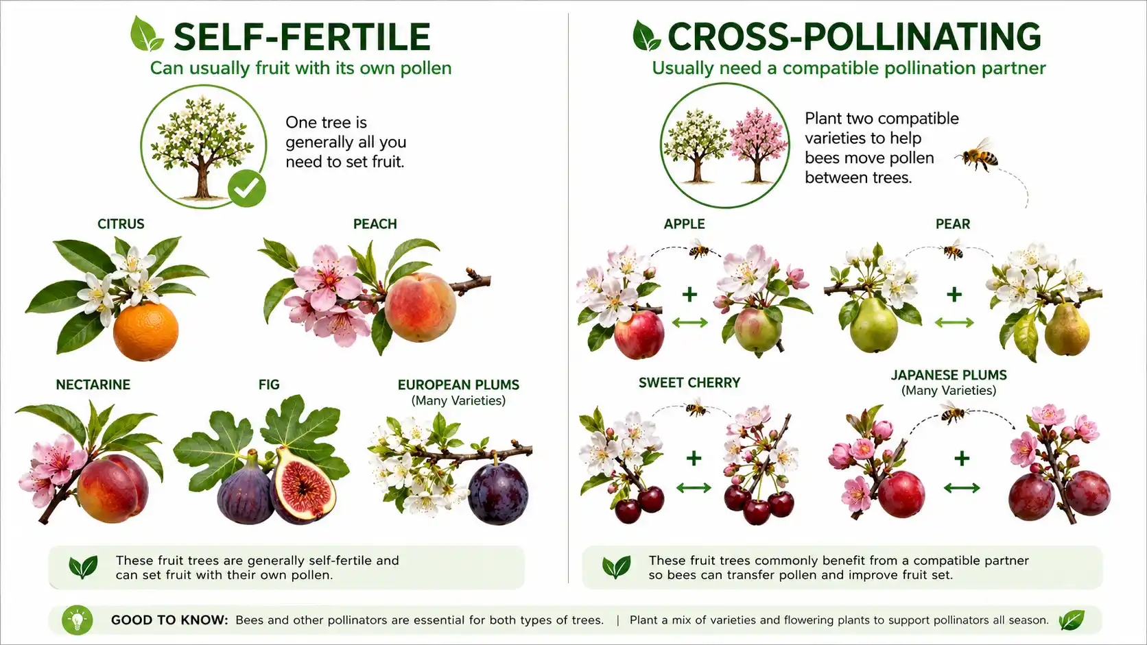 Fruit tree pollination chart Australia