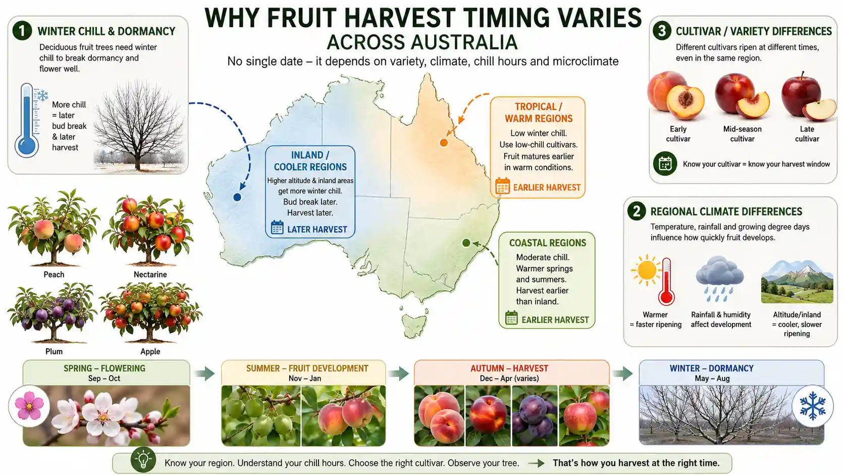When to harvest fruit trees Australia