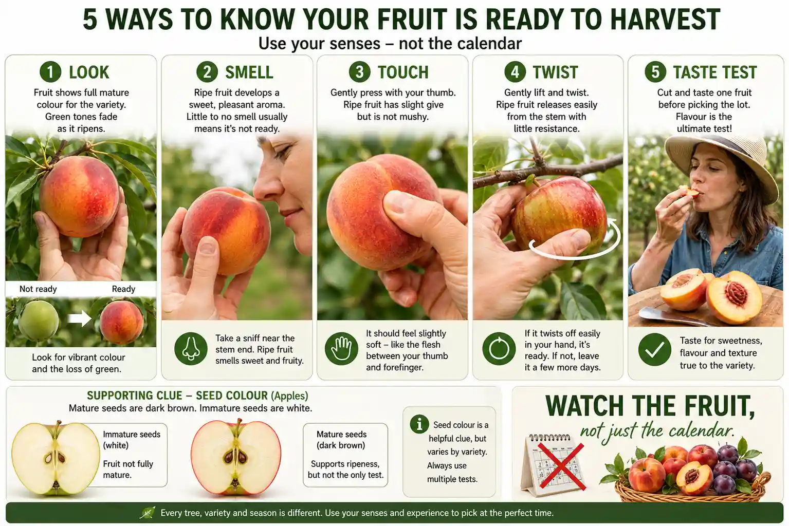 When to harvest fruit trees Australia