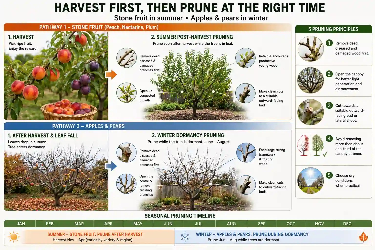When to harvest fruit trees Australia