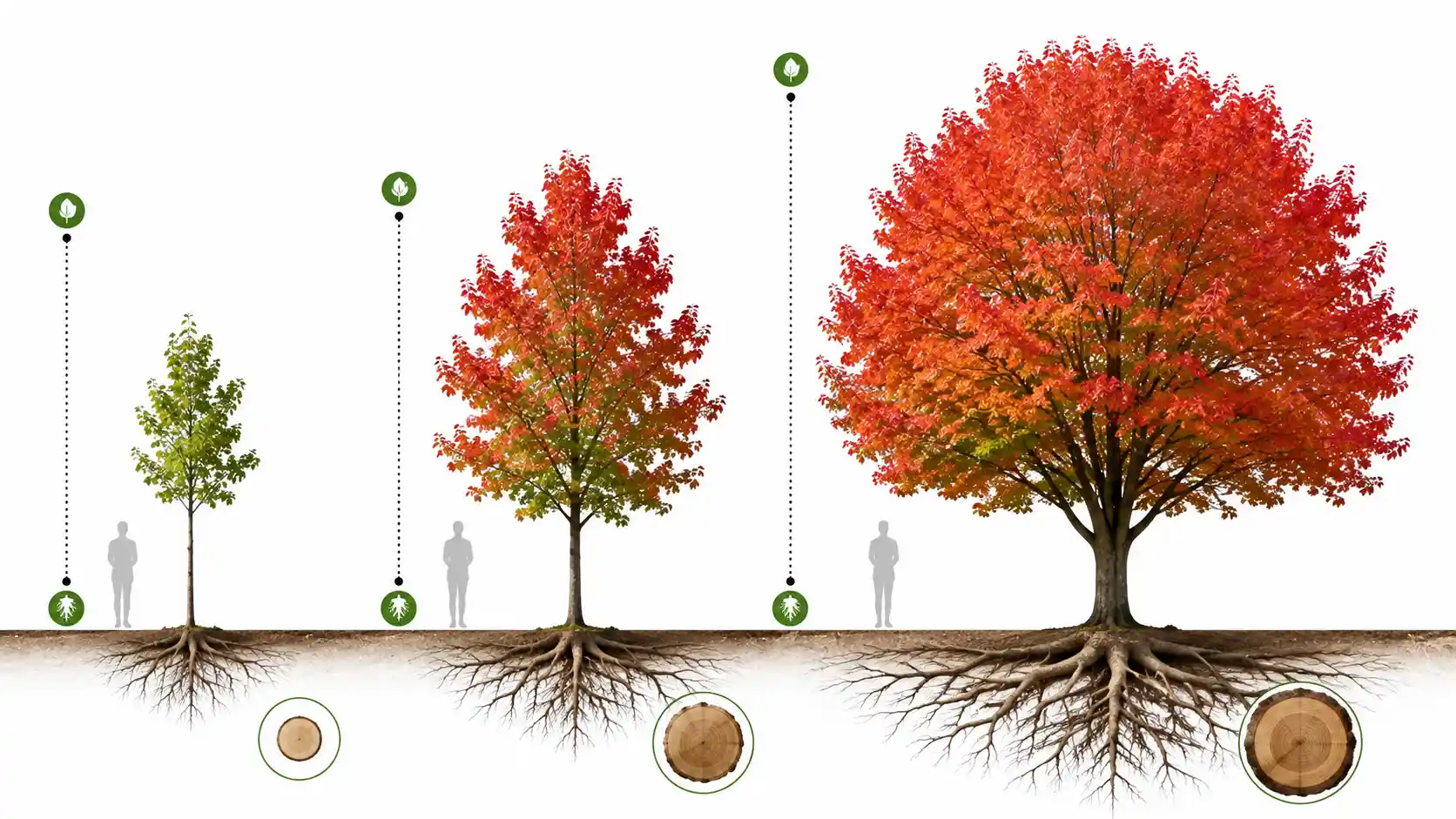 autumn blaze maple australia