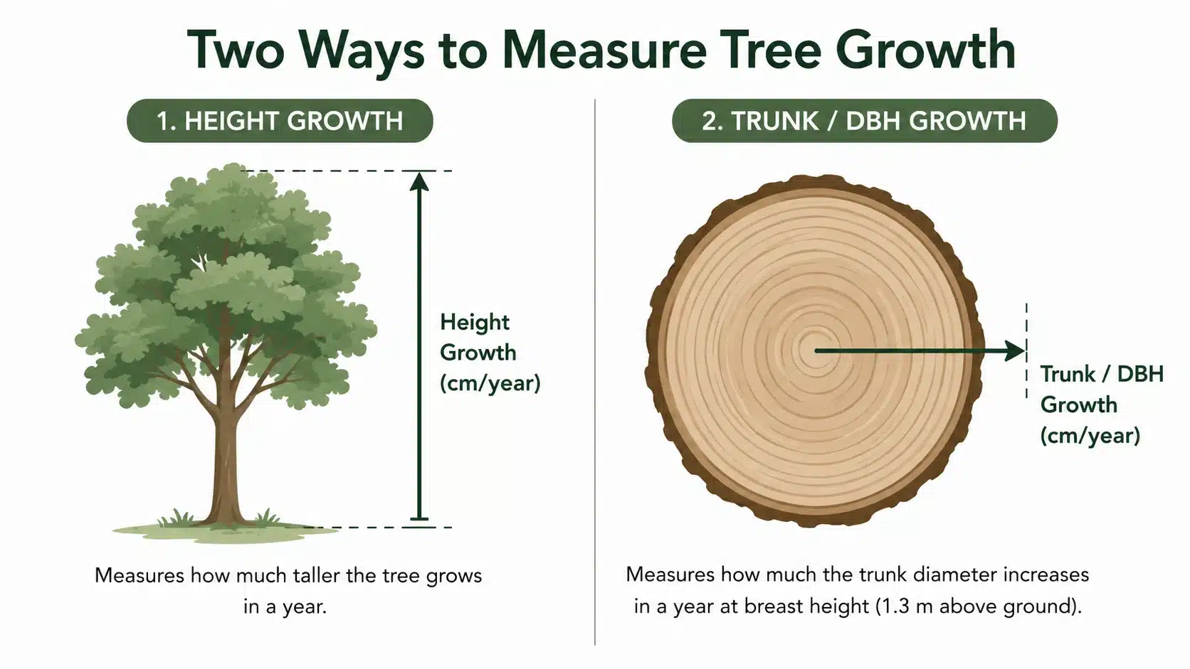 average tree growth rate chart australia