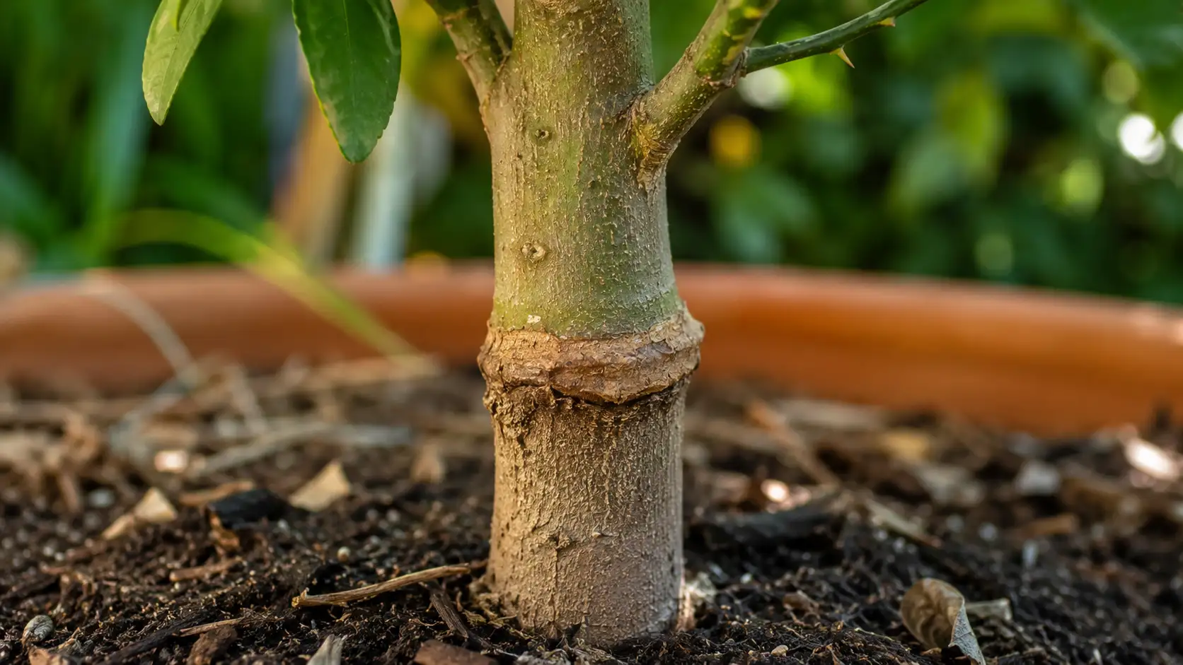 best citrus trees for pots australia