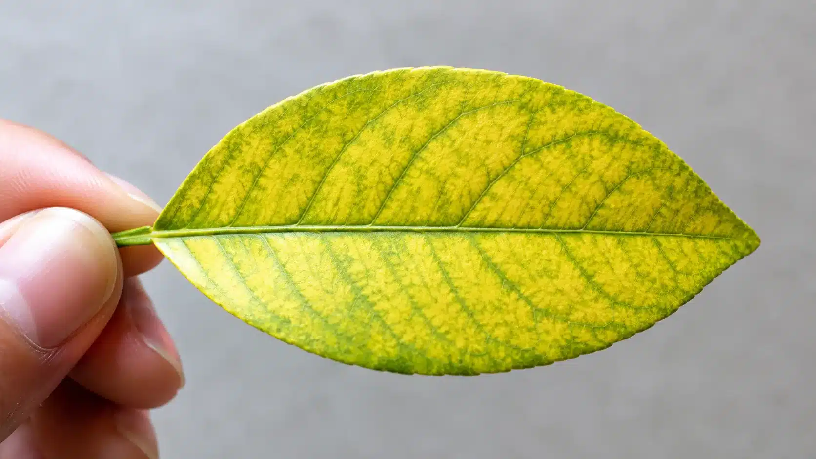 best citrus trees for pots australia