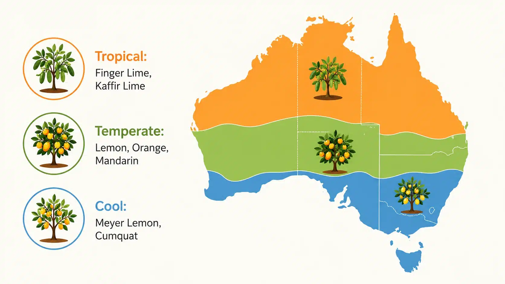 citrus tree guide australia