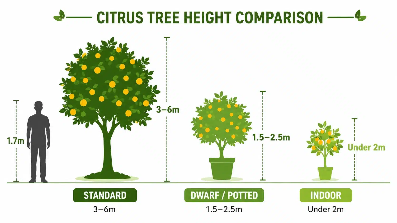 citrus tree guide australia