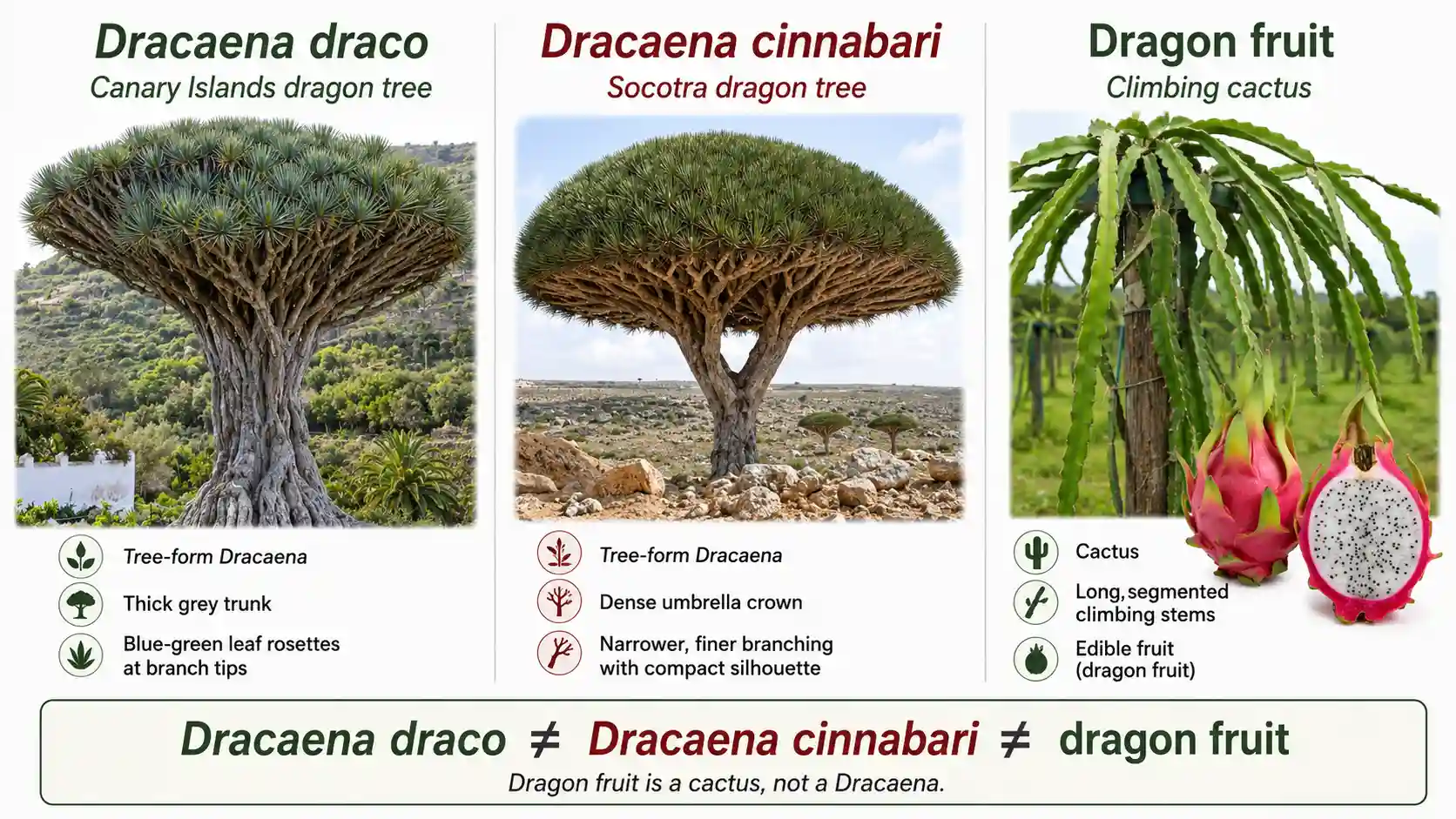 dragon tree brisbane