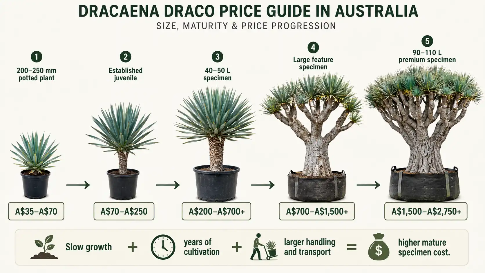 dragon tree brisbane