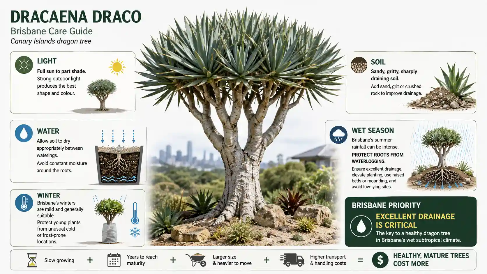 dragon tree brisbane