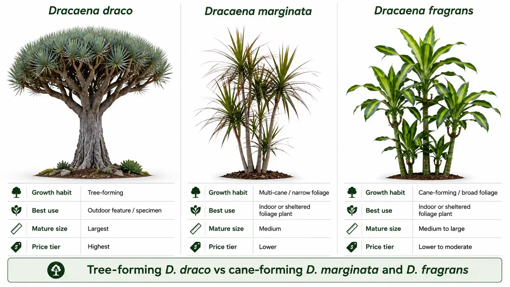 dragon tree brisbane
