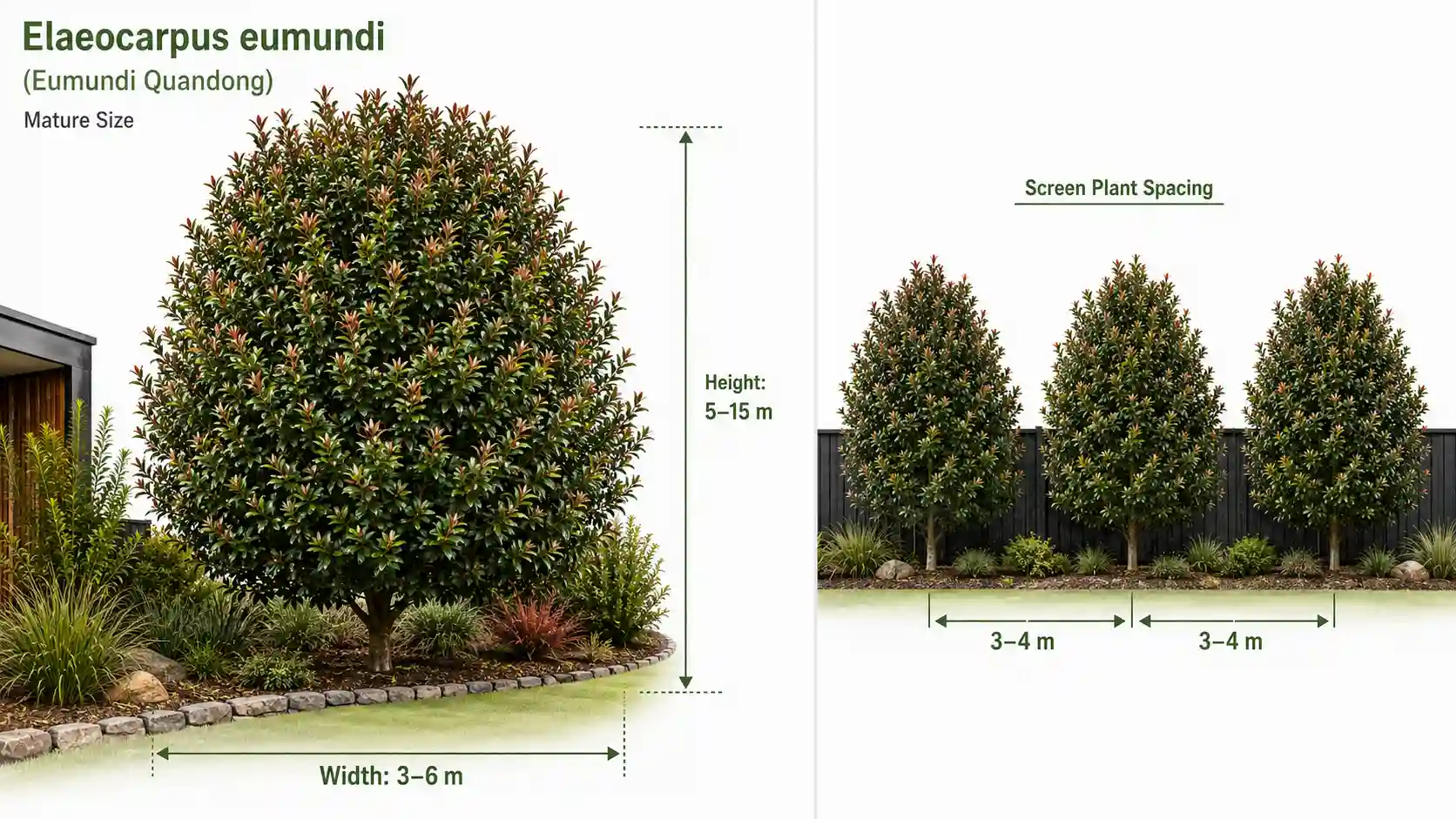 elaeocarpus eumundi growth rate