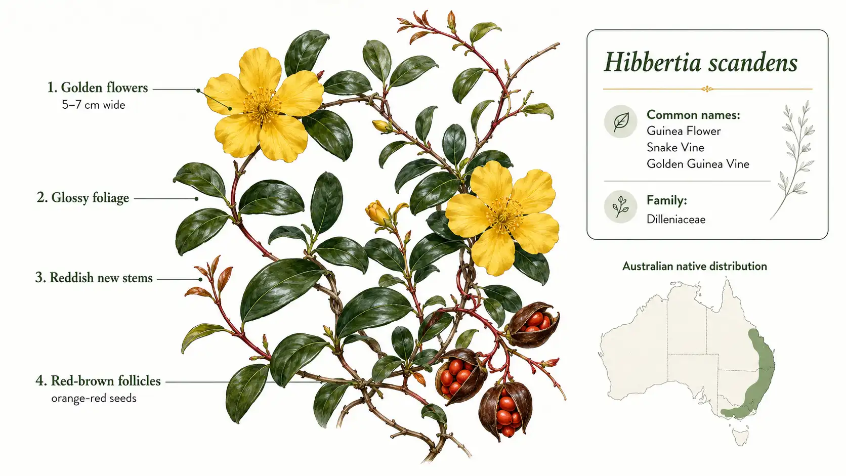 hibbertia scandens ground cover