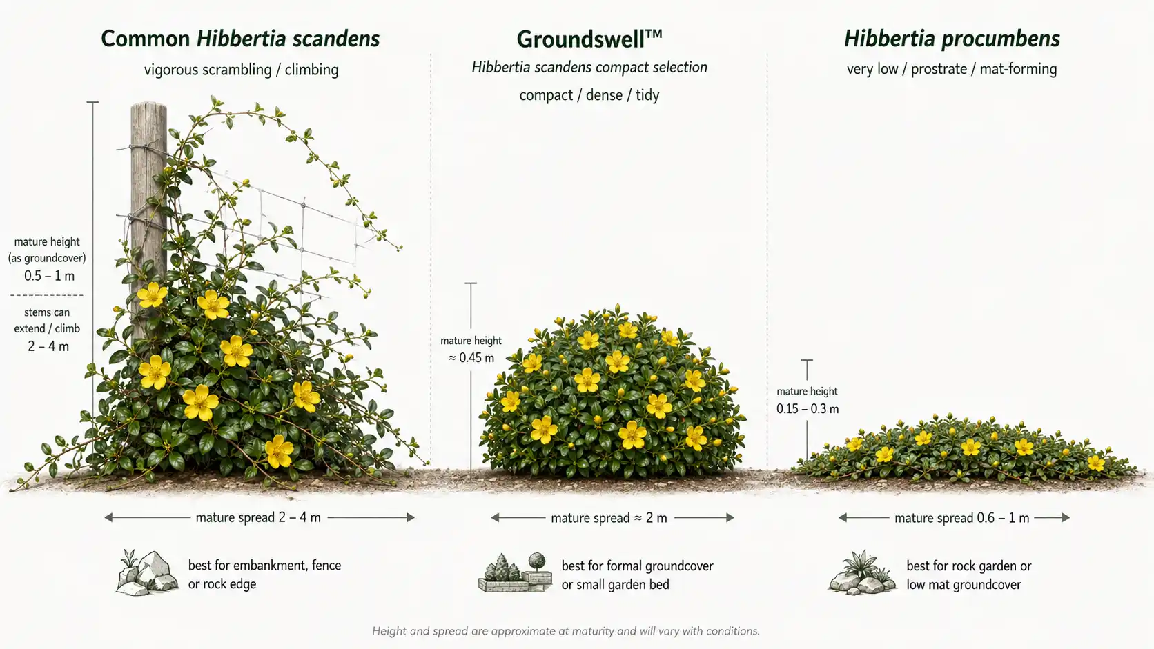 hibbertia scandens ground cover