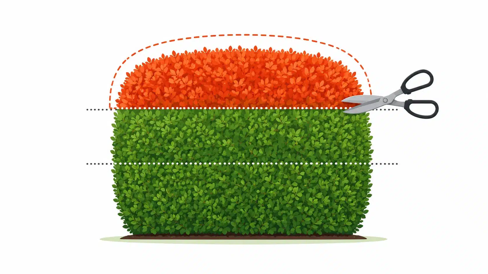 how to prune hedge plants australia