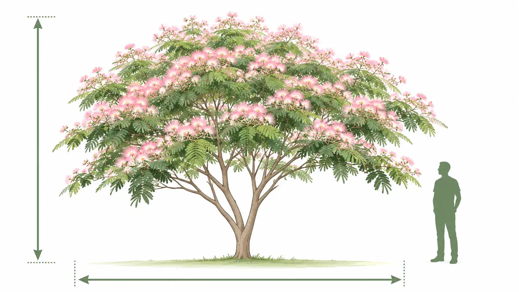pink silk tree