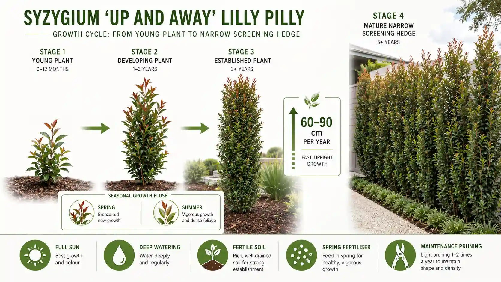 syzygium up and away