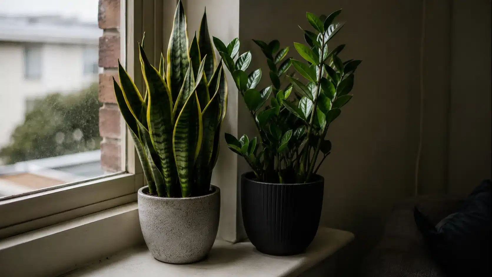 best air purifying plants australia