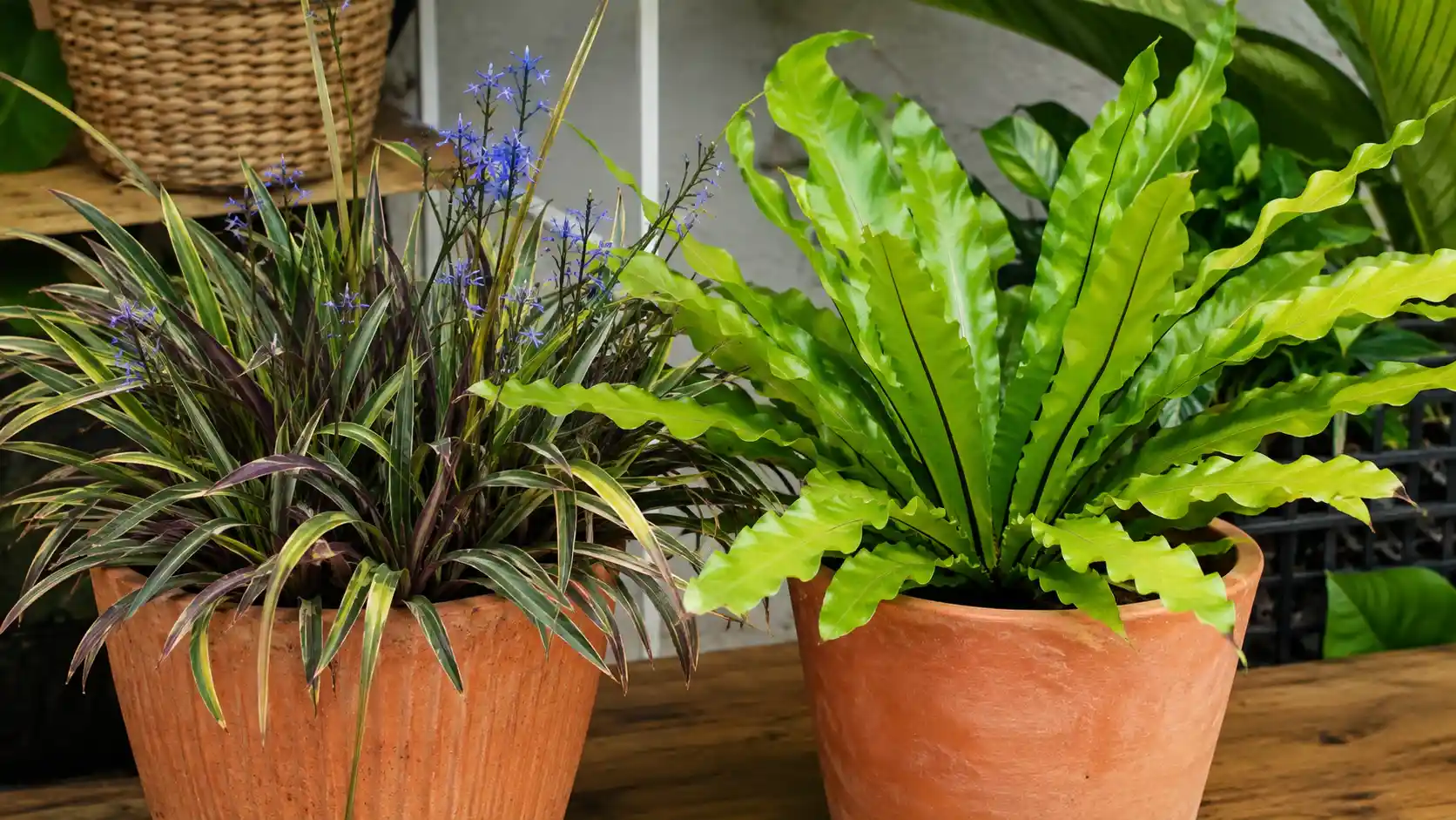 best air purifying plants australia