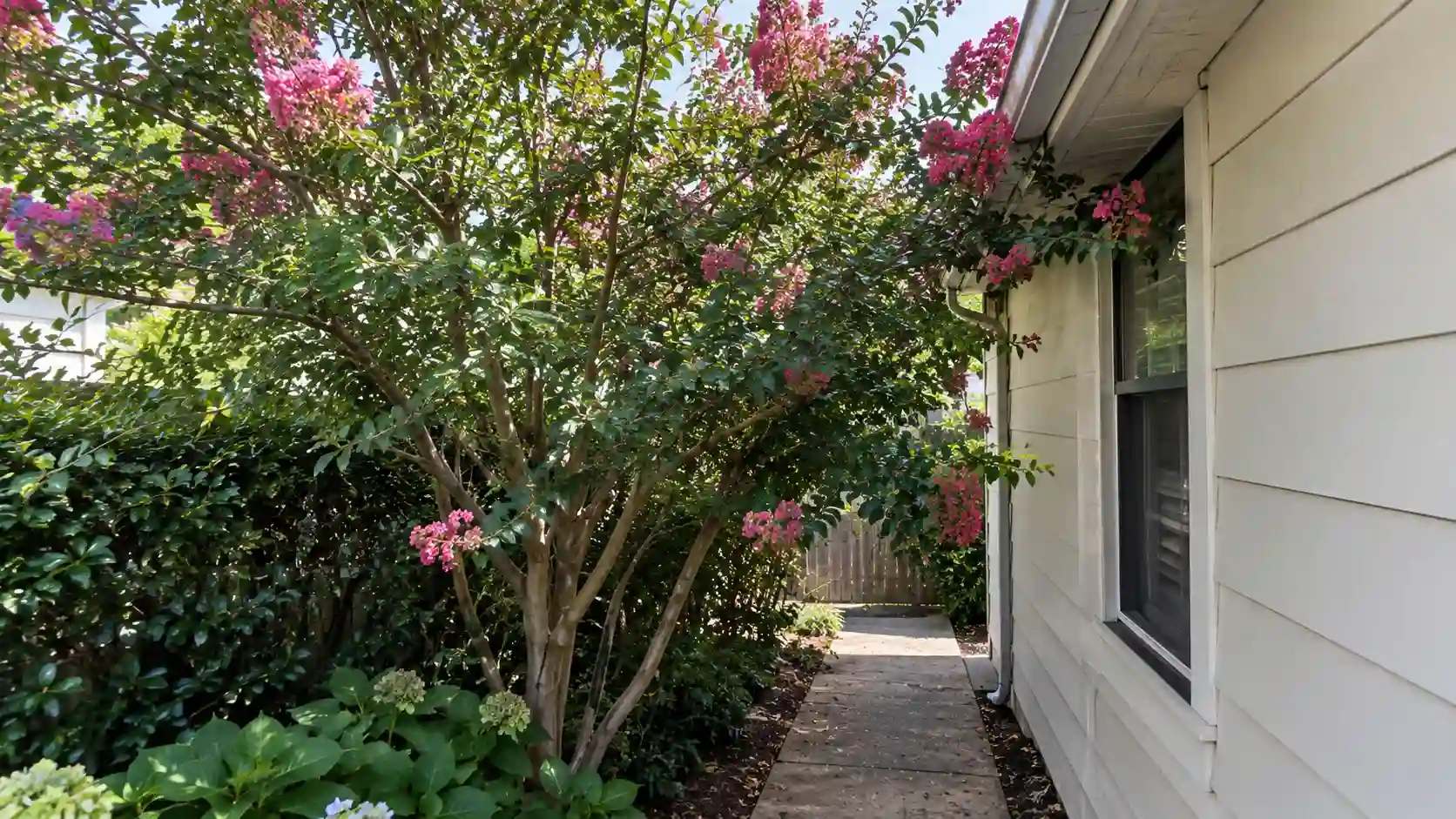 best flowering trees for small gardens australia
