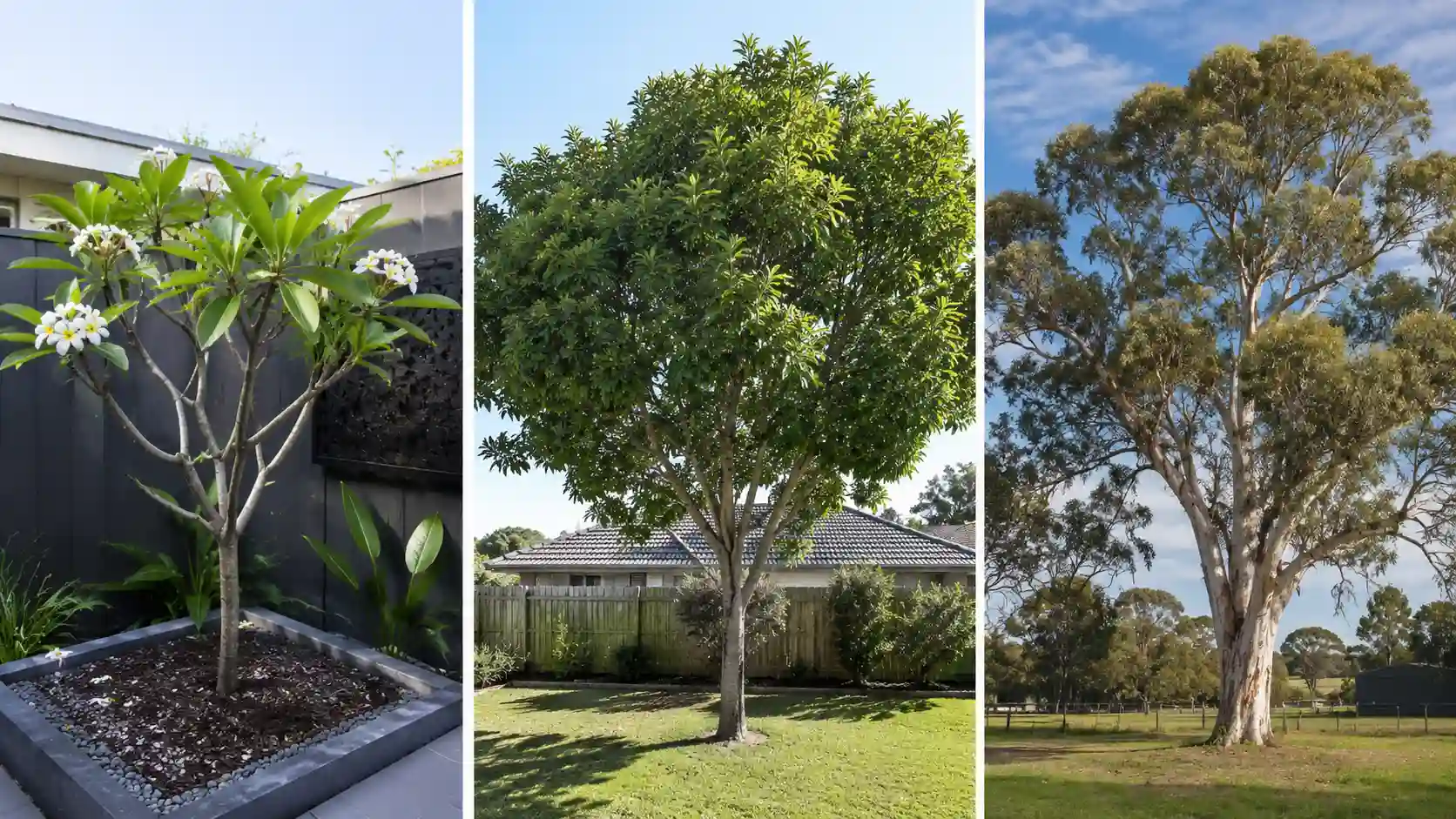 best native shade trees australia