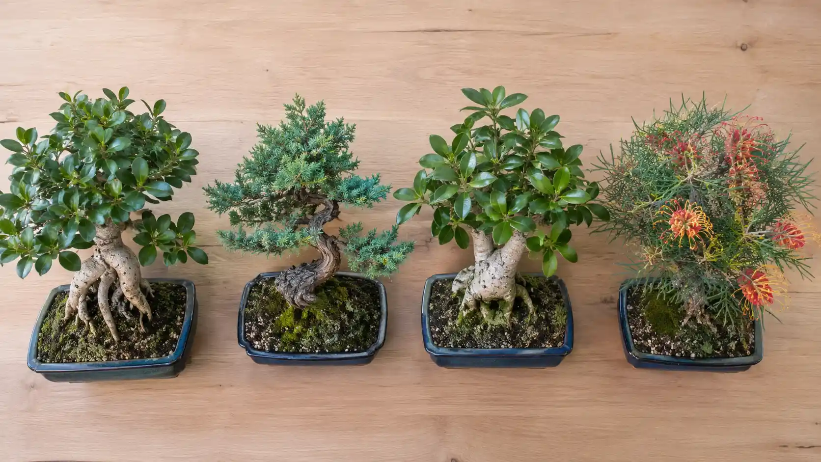 bonsai care guide beginners